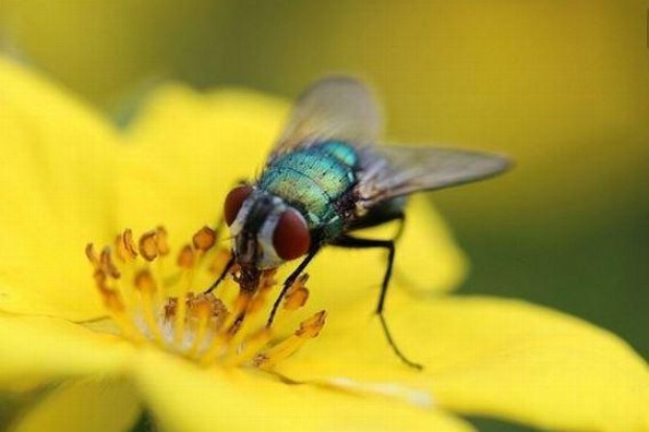 Descubre qué colores atraen más a las moscas