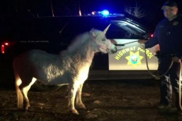 Unicornio es atrapado en California(VIDEO)