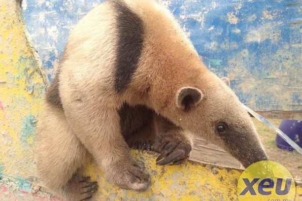 ¡Ternurita! Encuentran un oso hormiguero en Veracruz 