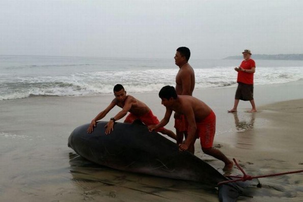 Hallan ballena varada en playa Zicatela