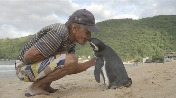 ¡Qué ternura! Pingüino nada 8 km anuales para ver al hombre que salvo su vida (VIDEO)