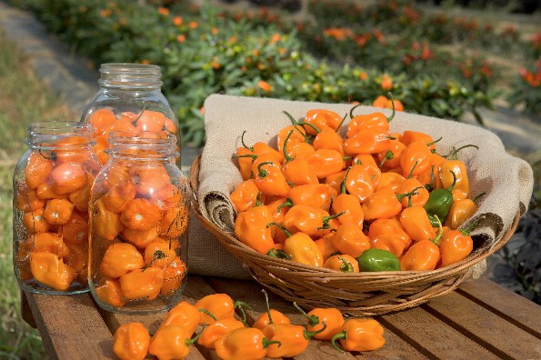 Beneficios  del Chile   Habanero