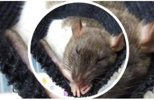 Imagen Piden apoyo para encontrar a una rata en Veracruz; 'no muerde y es sociable'