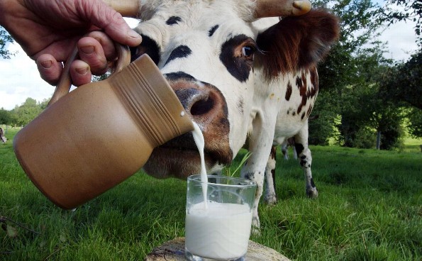 Hoy es el Día Mundial de la Leche