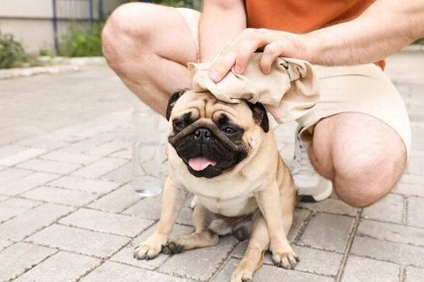 ¿Cómo saber si tu mascota sufre golpe de calor?