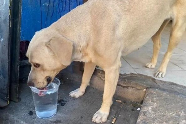 ¿Cómo cuidar a un animalito callejero ante el calor extremo?