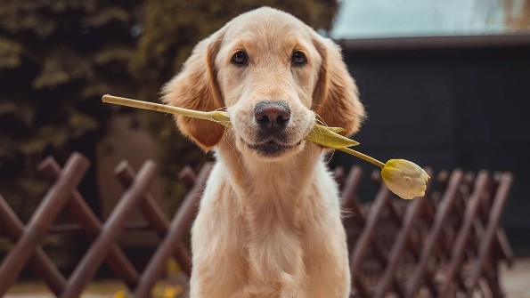 Este fin de semana se celebro el día de el Perro