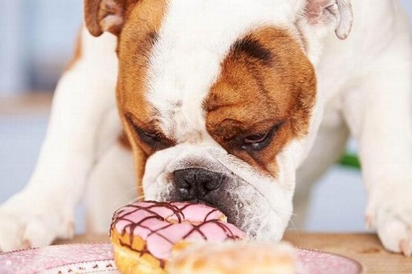 ¿Cómo prevenir la obesidad en mascotas?