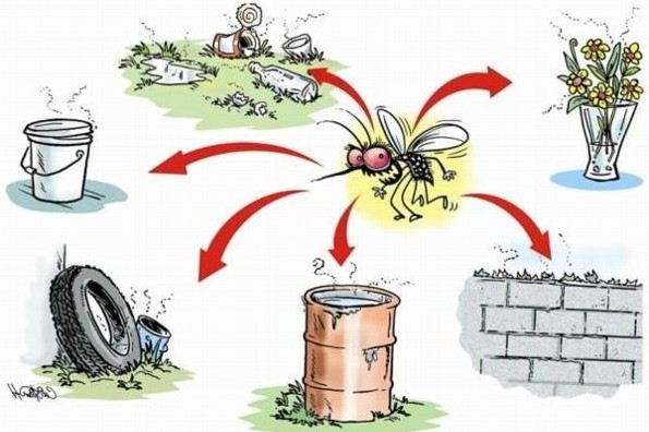 Toma estas medidas preventivas contra el dengue