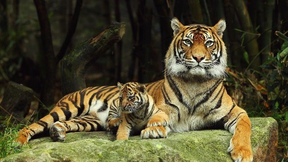 Hoy es el Día Internacional del Tigre, colosal criatura en grave peligro de extinción