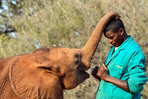 12 de agosto día mundial del elefante: ¡Especie casi extinta de la faz de la tierra!