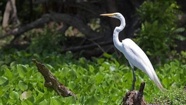 Por si estabas con el pendiente: ¿Conocías los lagos y lagunas del puerto de Veracruz?