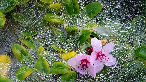 Por si estabas con el pendiente: Los beneficios del agua de lluvia a nuestro jardín