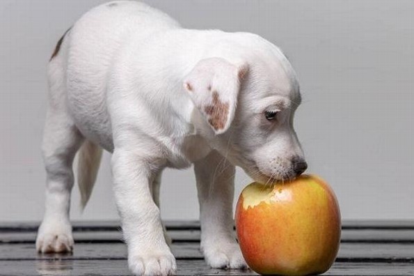 ¿Le das de tu comida a tu mascota? Cuidado, estos alimentos podrían matarlo