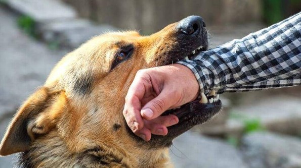 Fusión de bienestar:¿Cómo actuar ante el ataque de un perro?