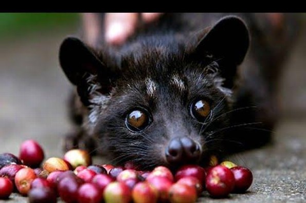 Café extraído de las heces de este animal, el más caro del mundo