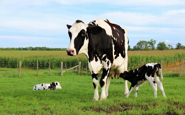 Hoy hablamos de la Gestación de la Vaca 