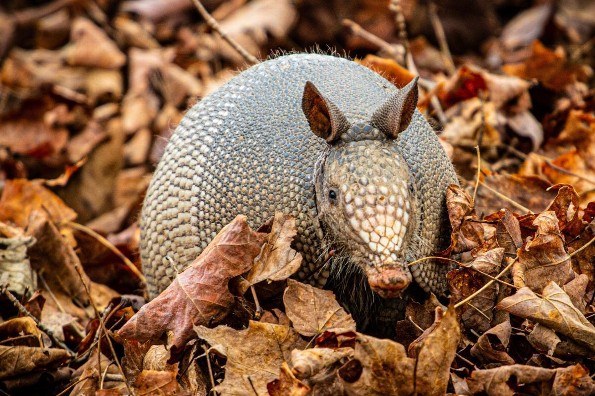 Conoce al animal de las 7 carnes: El armadillo