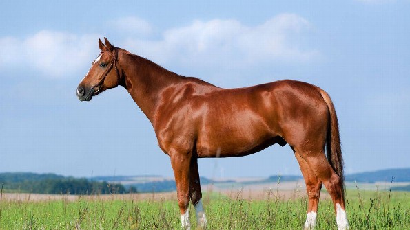 El origen  del Caballo