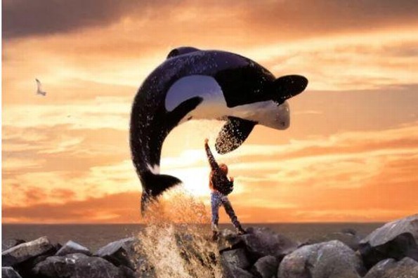 ¿Qué paso con la orca que protagonizó Free Willy en 1993?