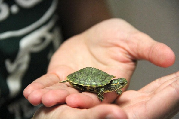 ¿Tienes un tortuga? ¡Conoce los cuidados básicos de estos reptiles!