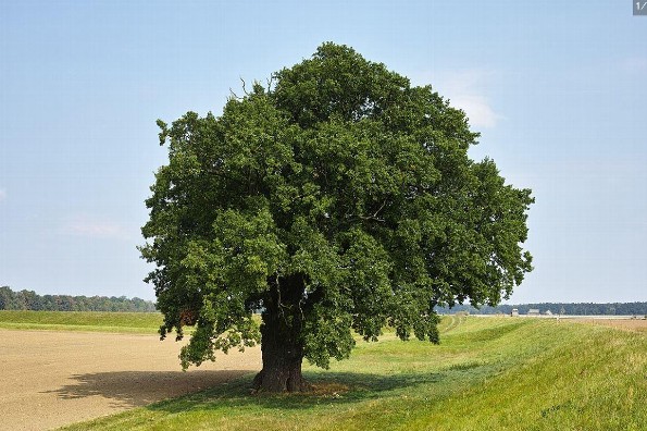 Descubre qué árbol eres según tu fecha de nacimiento 