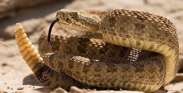 Datos curiosos de este reptil símbolo de nuestro Escudo Nacional...  La víbora de cascabel