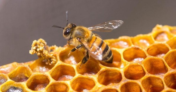 ¿Sabés como hacen la miel las abejas? ¡Aquí te lo decimos! 